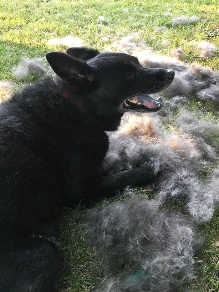 People On Facebook Are Sharing Funny Pics Of How Much Their Dogs Shed (25 Pics) People On Facebook Are Sharing Funny Pics Of How Much Their Dogs Shed (25 Pics)