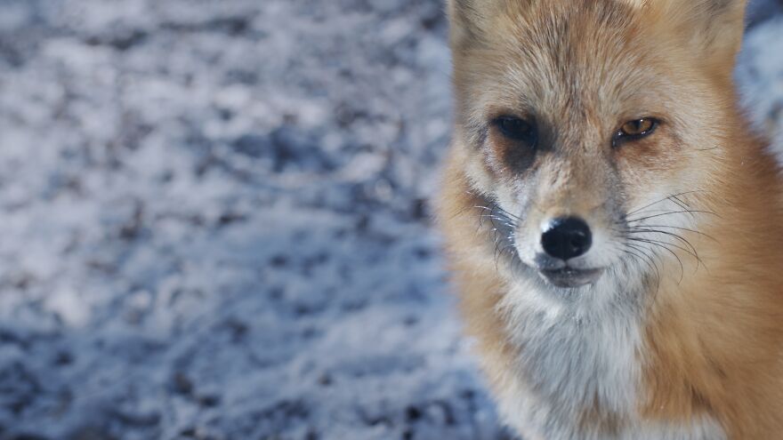 “Hide”: My Powerful Short Film Explores The Hidden Costs Behind A Fur Coat “Hide”: My Powerful Short Film Explores The Hidden Costs Behind A Fur Coat