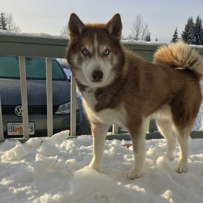 Hey Pandas, If It&rsquo;s Snowy Where You Are, Share A Pic! (Closed)