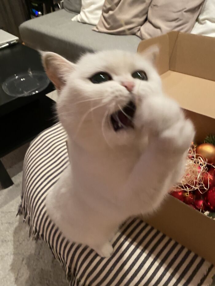 Hey Pandas, Share The Most Unflattering Picture Of Your Pet (Closed) Hey Pandas, Share The Most Unflattering Picture Of Your Pet (Closed)