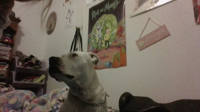 Hey Pandas, Share The Most Unflattering Picture Of Your Pet (Closed) Hey Pandas, Share The Most Unflattering Picture Of Your Pet (Closed)