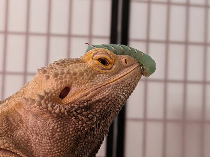 Hey Pandas, Share The Most Unflattering Picture Of Your Pet (Closed) Hey Pandas, Share The Most Unflattering Picture Of Your Pet (Closed)