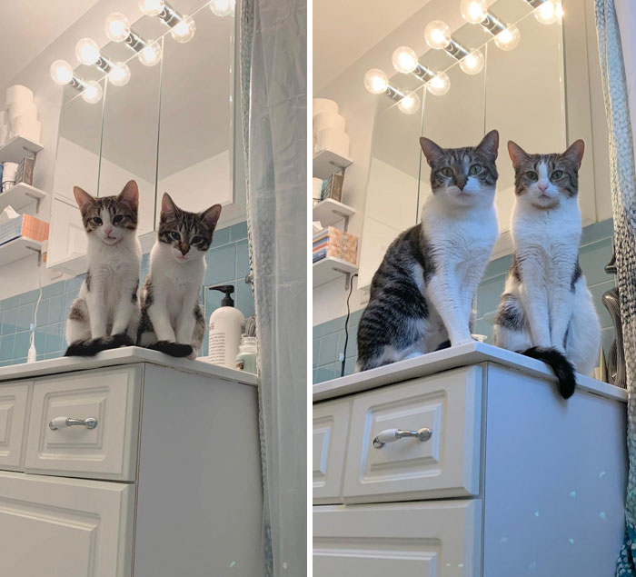 50 Interesting Comparison Images That Will Give You A New Perspective (New Pics)