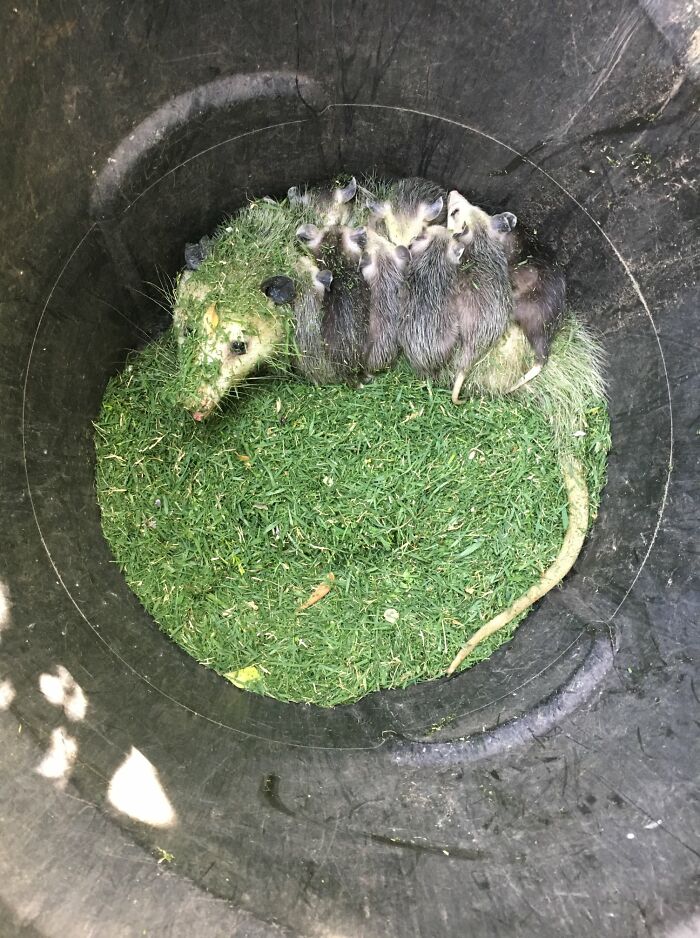 This Facebook Group Is Dedicated To Crappy Wildlife Photos That Are So Bad They’re Good (50 New Pics) This Facebook Group Is Dedicated To Crappy Wildlife Photos That Are So Bad They’re Good (50 New Pics)