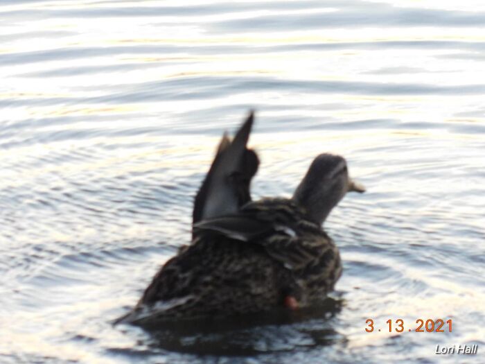 This Facebook Group Is Dedicated To Crappy Wildlife Photos That Are So Bad They’re Good (50 New Pics) This Facebook Group Is Dedicated To Crappy Wildlife Photos That Are So Bad They’re Good (50 New Pics)