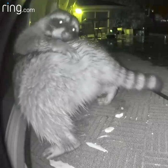 This Facebook Group Is Dedicated To Crappy Wildlife Photos That Are So Bad They’re Good (50 New Pics) This Facebook Group Is Dedicated To Crappy Wildlife Photos That Are So Bad They’re Good (50 New Pics)