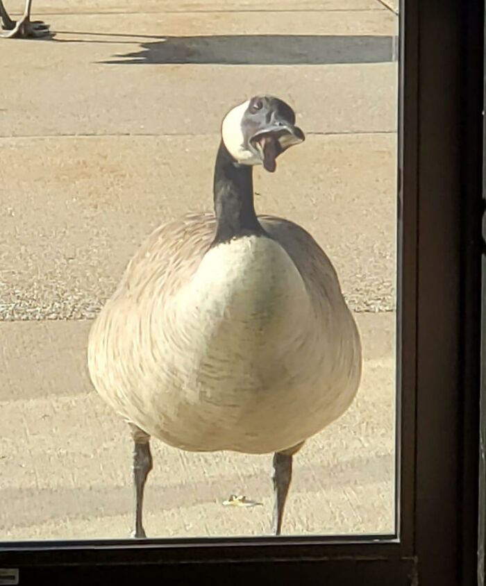 This Facebook Group Is Dedicated To Crappy Wildlife Photos That Are So Bad They’re Good (50 New Pics) This Facebook Group Is Dedicated To Crappy Wildlife Photos That Are So Bad They’re Good (50 New Pics)