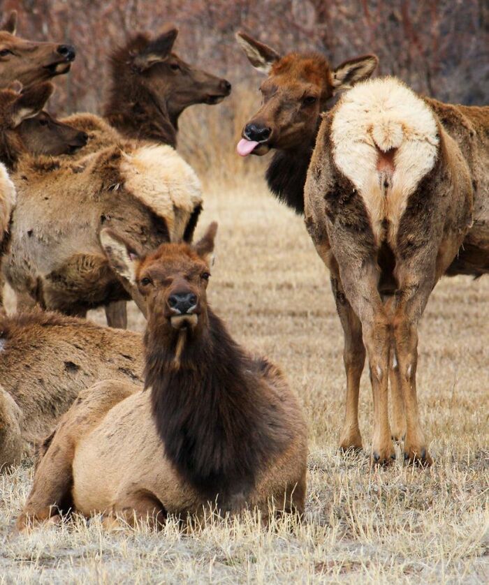 This Facebook Group Is Dedicated To Crappy Wildlife Photos That Are So Bad They’re Good (50 New Pics) This Facebook Group Is Dedicated To Crappy Wildlife Photos That Are So Bad They’re Good (50 New Pics)