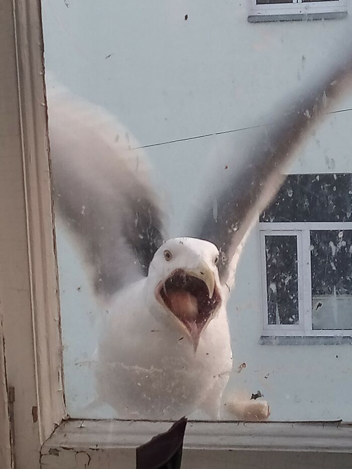 This Facebook Group Is Dedicated To Crappy Wildlife Photos That Are So Bad They’re Good (50 New Pics) This Facebook Group Is Dedicated To Crappy Wildlife Photos That Are So Bad They’re Good (50 New Pics)