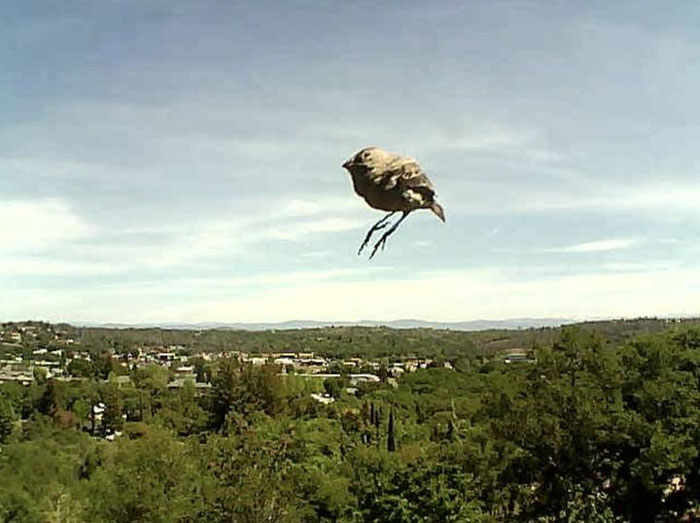 This Facebook Group Is Dedicated To Crappy Wildlife Photos That Are So Bad They’re Good (50 New Pics) This Facebook Group Is Dedicated To Crappy Wildlife Photos That Are So Bad They’re Good (50 New Pics)