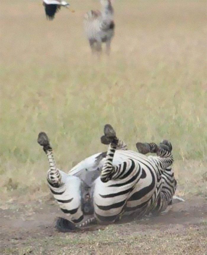 This Facebook Group Is Dedicated To Crappy Wildlife Photos That Are So Bad They’re Good (50 New Pics) This Facebook Group Is Dedicated To Crappy Wildlife Photos That Are So Bad They’re Good (50 New Pics)