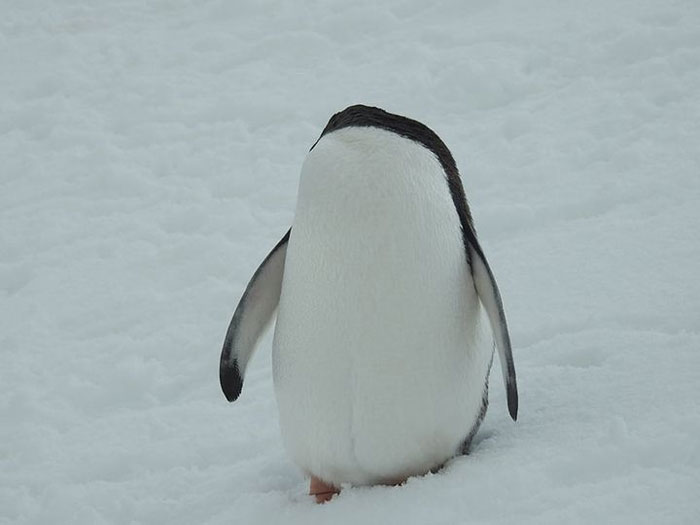 This Facebook Group Is Dedicated To Crappy Wildlife Photos That Are So Bad They’re Good (50 New Pics) This Facebook Group Is Dedicated To Crappy Wildlife Photos That Are So Bad They’re Good (50 New Pics)