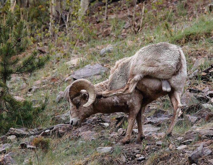 This Facebook Group Is Dedicated To Crappy Wildlife Photos That Are So Bad They’re Good (50 New Pics) This Facebook Group Is Dedicated To Crappy Wildlife Photos That Are So Bad They’re Good (50 New Pics)