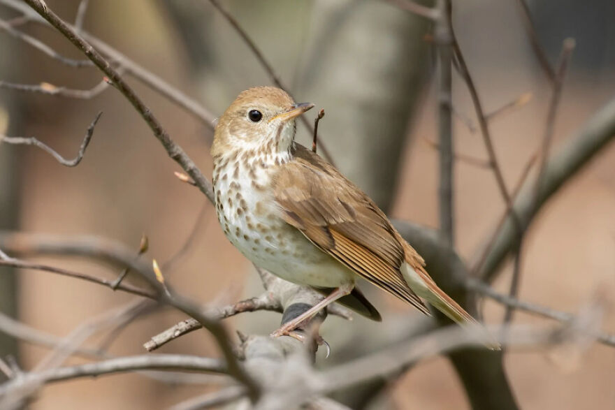 I Want To Spend My Days Birdwatching Not In Quarantine I Want To Spend My Days Birdwatching Not In Quarantine