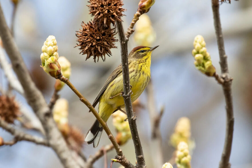 I Want To Spend My Days Birdwatching Not In Quarantine I Want To Spend My Days Birdwatching Not In Quarantine