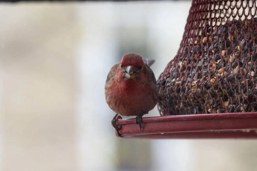 I Want To Spend My Days Birdwatching Not In Quarantine I Want To Spend My Days Birdwatching Not In Quarantine
