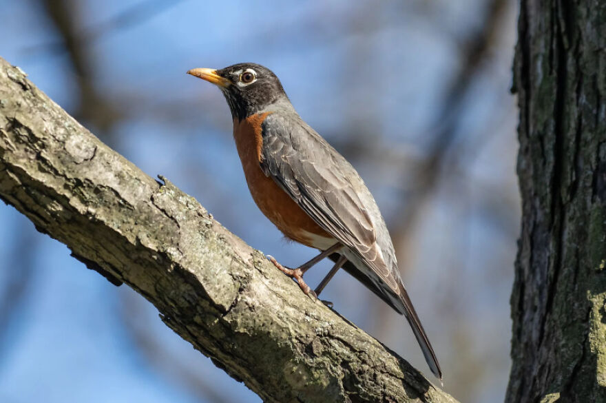 I Want To Spend My Days Birdwatching Not In Quarantine I Want To Spend My Days Birdwatching Not In Quarantine