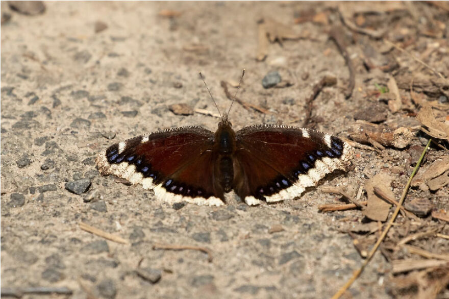 I Want To Spend My Days Birdwatching Not In Quarantine I Want To Spend My Days Birdwatching Not In Quarantine