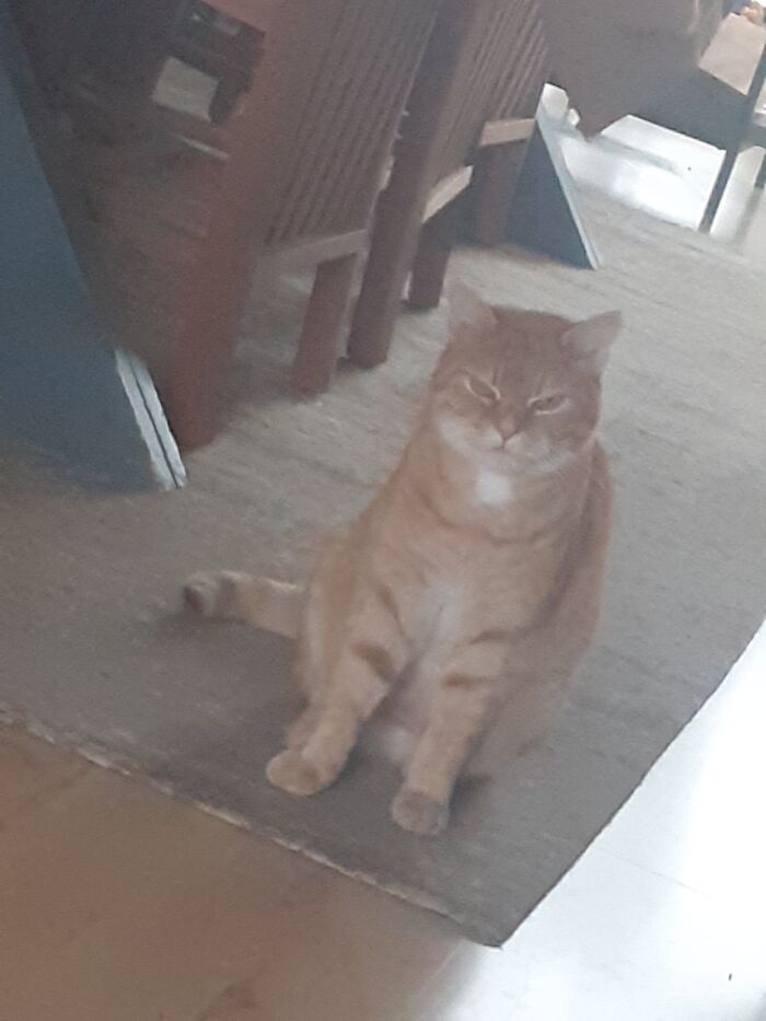 Hey Pandas, Show Me Your Pet Judging You (Closed) Hey Pandas, Show Me Your Pet Judging You (Closed)