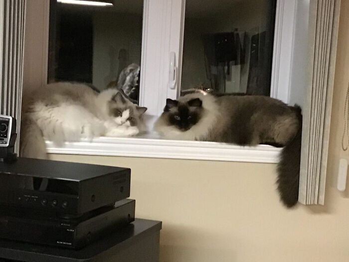 Hey Pandas, Show Me Your Pet Judging You (Closed) Hey Pandas, Show Me Your Pet Judging You (Closed)