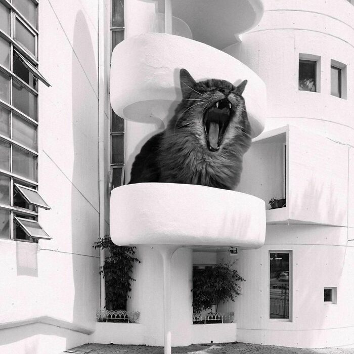Instagram Account Combines Brutalist Architecture With Giant Cats And The Result Is Adorable (87 Pics)