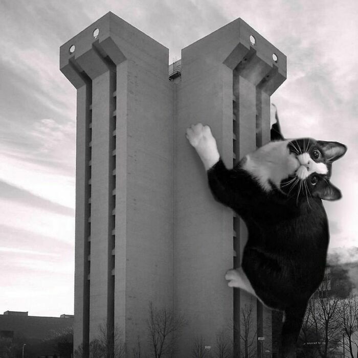 Instagram Account Combines Brutalist Architecture With Giant Cats And The Result Is Adorable (87 Pics)