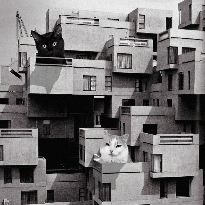 Instagram Account Combines Brutalist Architecture With Giant Cats And The Result Is Adorable (87 Pics)