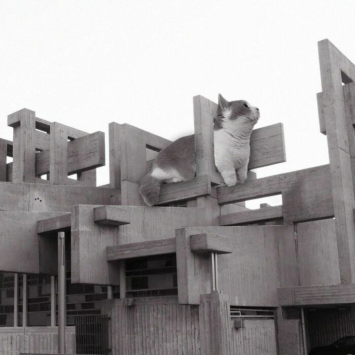 Instagram Account Combines Brutalist Architecture With Giant Cats And The Result Is Adorable (87 Pics)