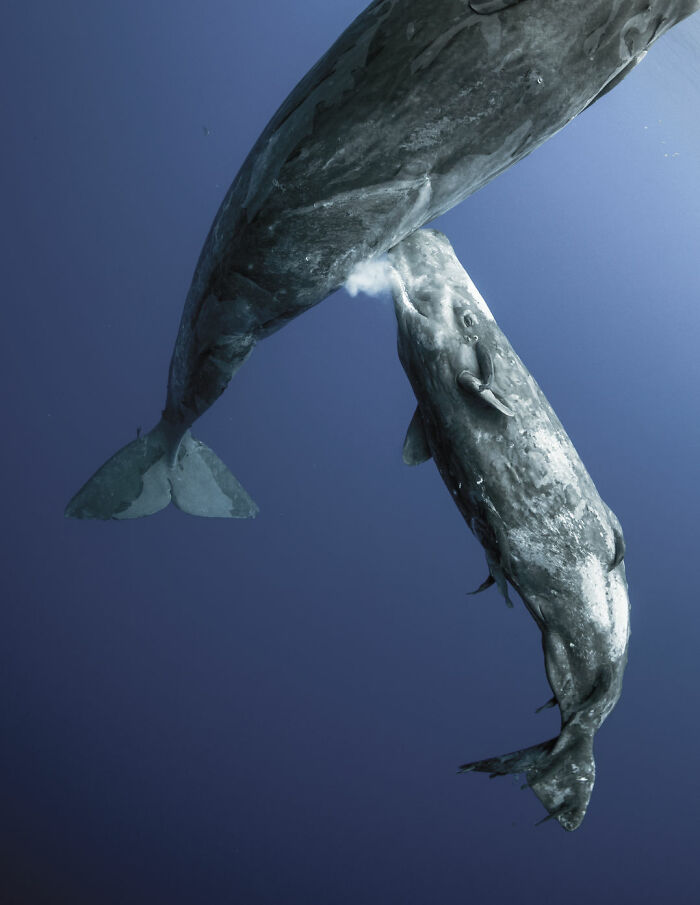 The 2021 BigPicture Natural World Photography Contest Reveals The Best Shots Of Mother Nature (30 Pics) The 2021 BigPicture Natural World Photography Contest Reveals The Best Shots Of Mother Nature (30 Pics)