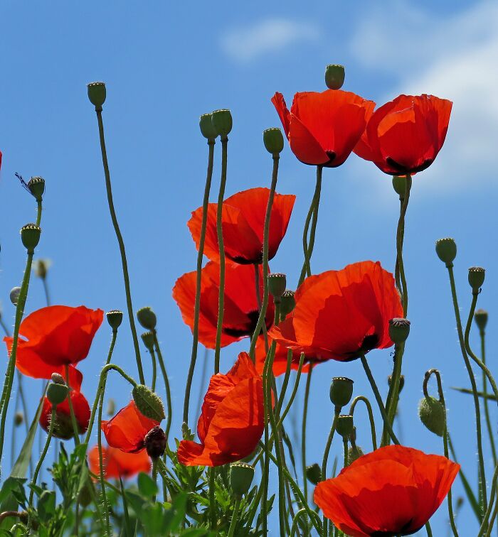 Hey Pandas, Post A Photo That You’ve Taken Of Your Favorite Type Of Flower (Closed) Hey Pandas, Post A Photo That You’ve Taken Of Your Favorite Type Of Flower (Closed)