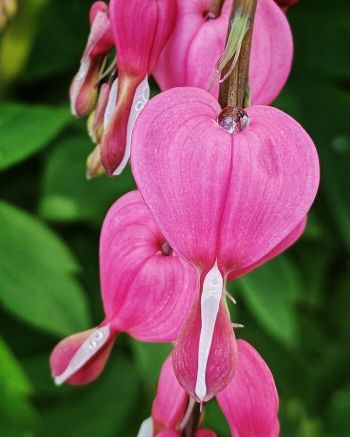 Hey Pandas, Post A Photo That You’ve Taken Of Your Favorite Type Of Flower (Closed) Hey Pandas, Post A Photo That You’ve Taken Of Your Favorite Type Of Flower (Closed)