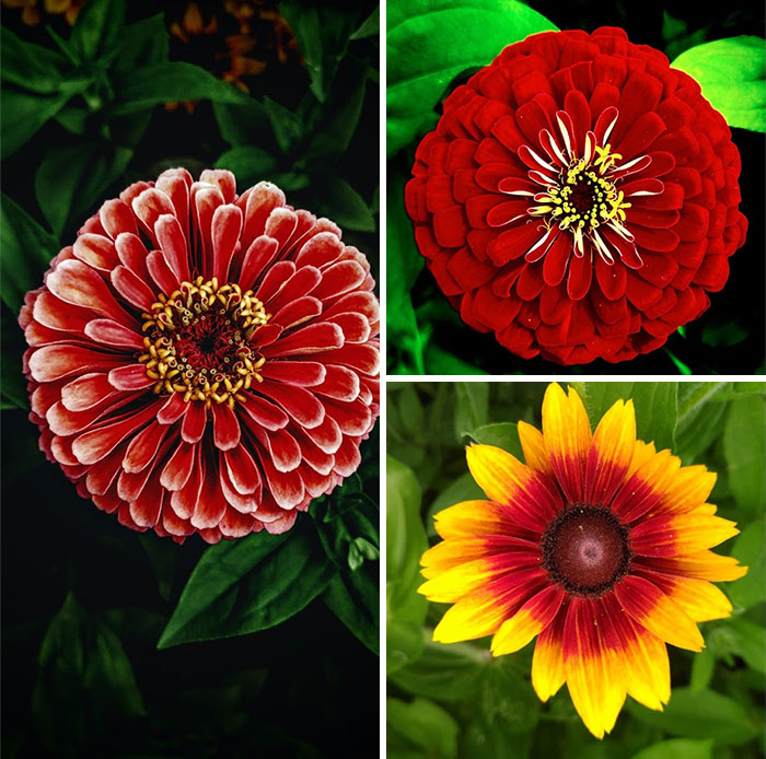 Hey Pandas, Post A Photo That You’ve Taken Of Your Favorite Type Of Flower (Closed) Hey Pandas, Post A Photo That You’ve Taken Of Your Favorite Type Of Flower (Closed)