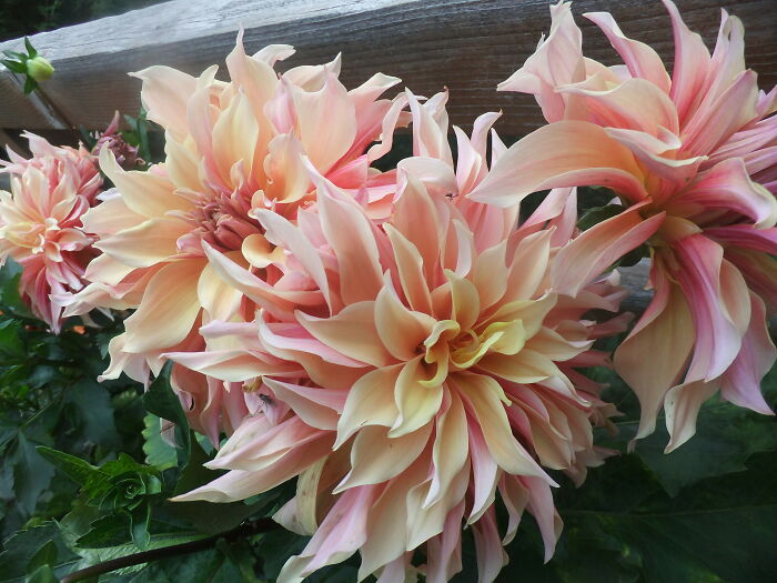 Hey Pandas, Post A Photo That You’ve Taken Of Your Favorite Type Of Flower (Closed) Hey Pandas, Post A Photo That You’ve Taken Of Your Favorite Type Of Flower (Closed)