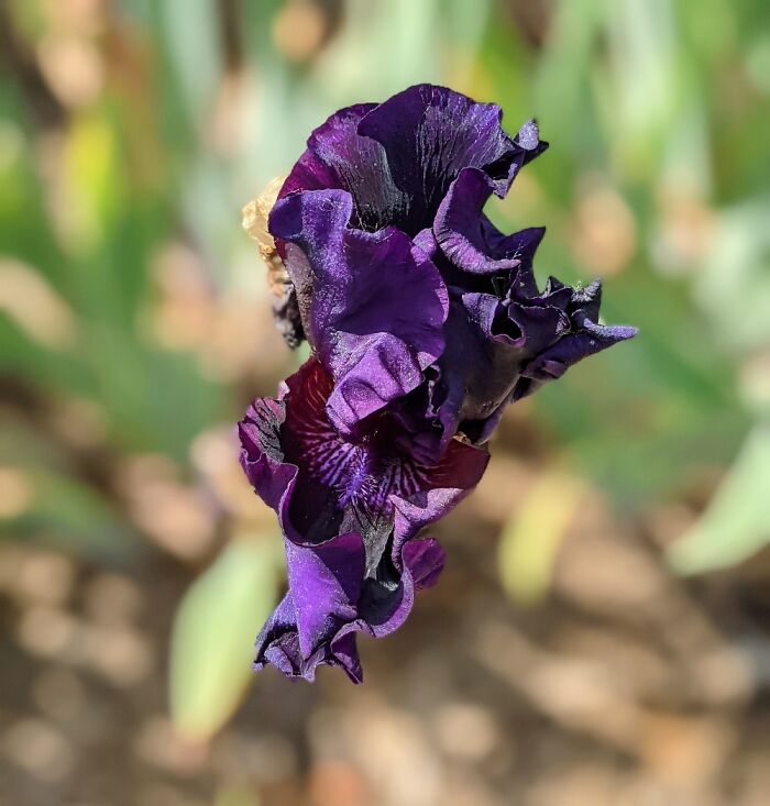 Hey Pandas, Post A Photo That You’ve Taken Of Your Favorite Type Of Flower (Closed) Hey Pandas, Post A Photo That You’ve Taken Of Your Favorite Type Of Flower (Closed)