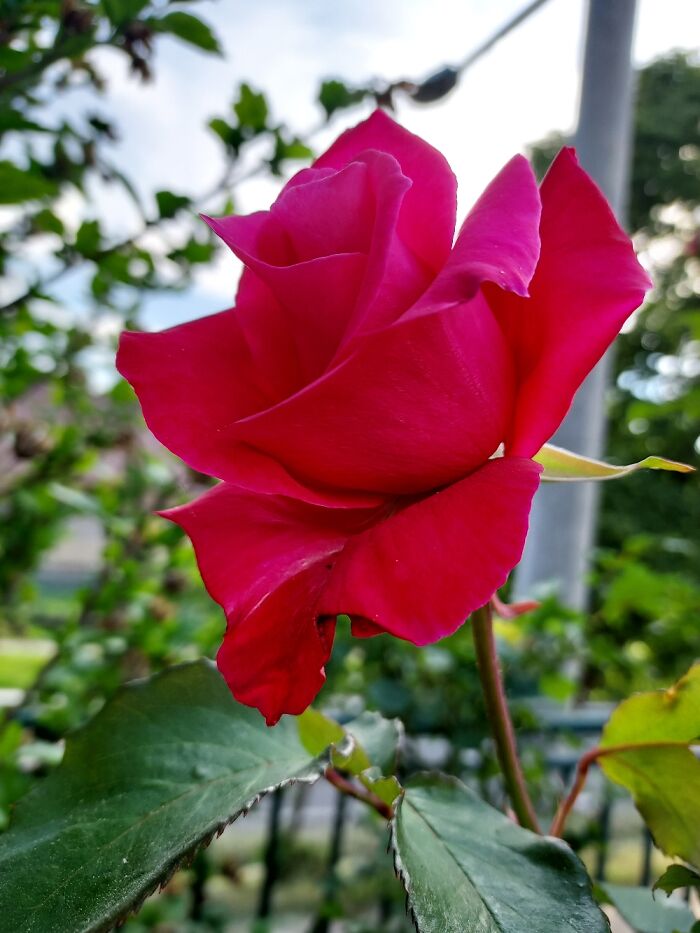 Hey Pandas, Post A Photo That You’ve Taken Of Your Favorite Type Of Flower (Closed) Hey Pandas, Post A Photo That You’ve Taken Of Your Favorite Type Of Flower (Closed)