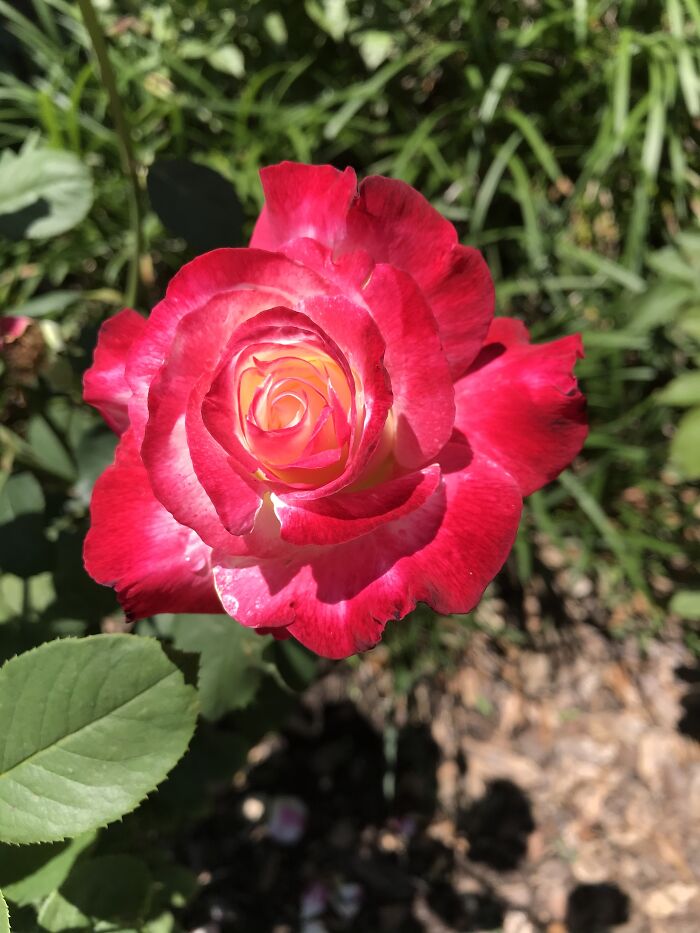 Hey Pandas, Post A Photo That You’ve Taken Of Your Favorite Type Of Flower (Closed) Hey Pandas, Post A Photo That You’ve Taken Of Your Favorite Type Of Flower (Closed)