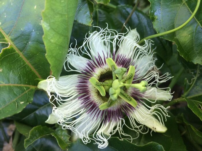 Hey Pandas, Post A Photo That You’ve Taken Of Your Favorite Type Of Flower (Closed) Hey Pandas, Post A Photo That You’ve Taken Of Your Favorite Type Of Flower (Closed)