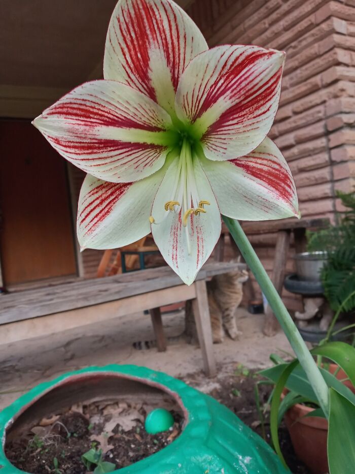 Hey Pandas, Post A Photo That You’ve Taken Of Your Favorite Type Of Flower (Closed) Hey Pandas, Post A Photo That You’ve Taken Of Your Favorite Type Of Flower (Closed)