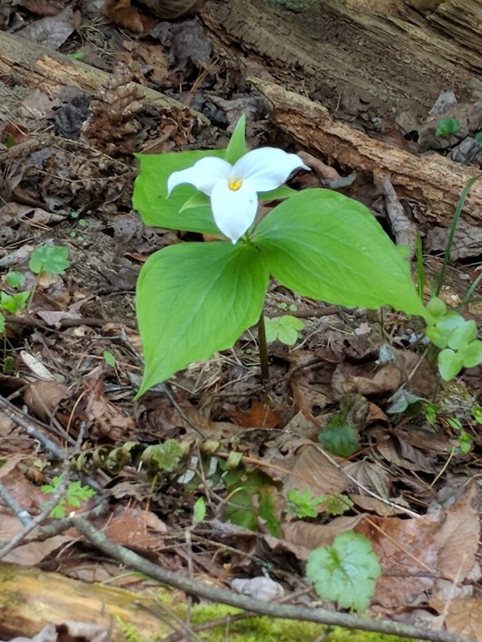 Hey Pandas, Post A Photo That You’ve Taken Of Your Favorite Type Of Flower (Closed) Hey Pandas, Post A Photo That You’ve Taken Of Your Favorite Type Of Flower (Closed)