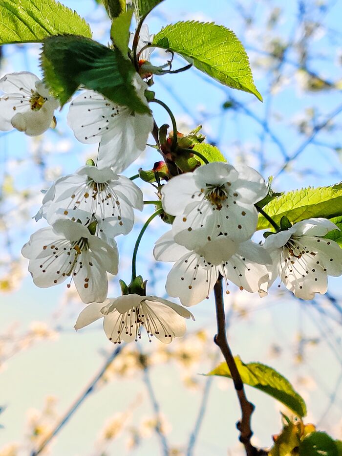 Hey Pandas, Post A Photo That You’ve Taken Of Your Favorite Type Of Flower (Closed) Hey Pandas, Post A Photo That You’ve Taken Of Your Favorite Type Of Flower (Closed)