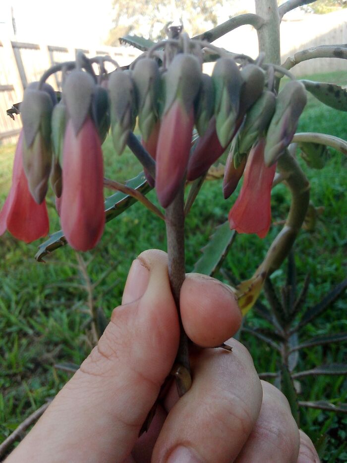 Hey Pandas, Post A Photo That You’ve Taken Of Your Favorite Type Of Flower (Closed) Hey Pandas, Post A Photo That You’ve Taken Of Your Favorite Type Of Flower (Closed)