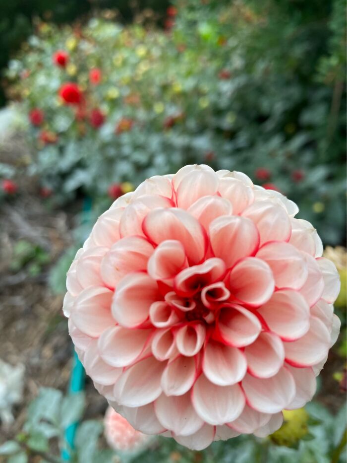 Hey Pandas, Post A Photo That You’ve Taken Of Your Favorite Type Of Flower (Closed) Hey Pandas, Post A Photo That You’ve Taken Of Your Favorite Type Of Flower (Closed)