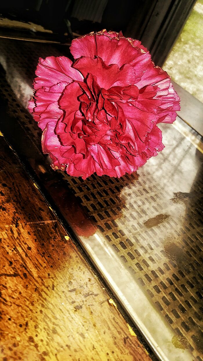 Hey Pandas, Post A Photo That You’ve Taken Of Your Favorite Type Of Flower (Closed) Hey Pandas, Post A Photo That You’ve Taken Of Your Favorite Type Of Flower (Closed)