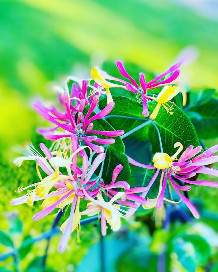 Hey Pandas, Post A Photo That You’ve Taken Of Your Favorite Type Of Flower (Closed) Hey Pandas, Post A Photo That You’ve Taken Of Your Favorite Type Of Flower (Closed)