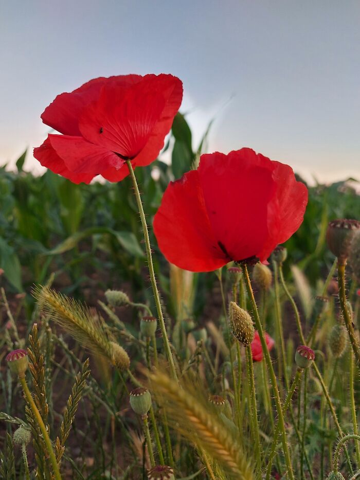 Hey Pandas, Post A Photo That You’ve Taken Of Your Favorite Type Of Flower (Closed) Hey Pandas, Post A Photo That You’ve Taken Of Your Favorite Type Of Flower (Closed)