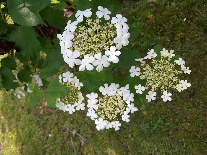 Hey Pandas, Post A Photo That You’ve Taken Of Your Favorite Type Of Flower (Closed) Hey Pandas, Post A Photo That You’ve Taken Of Your Favorite Type Of Flower (Closed)