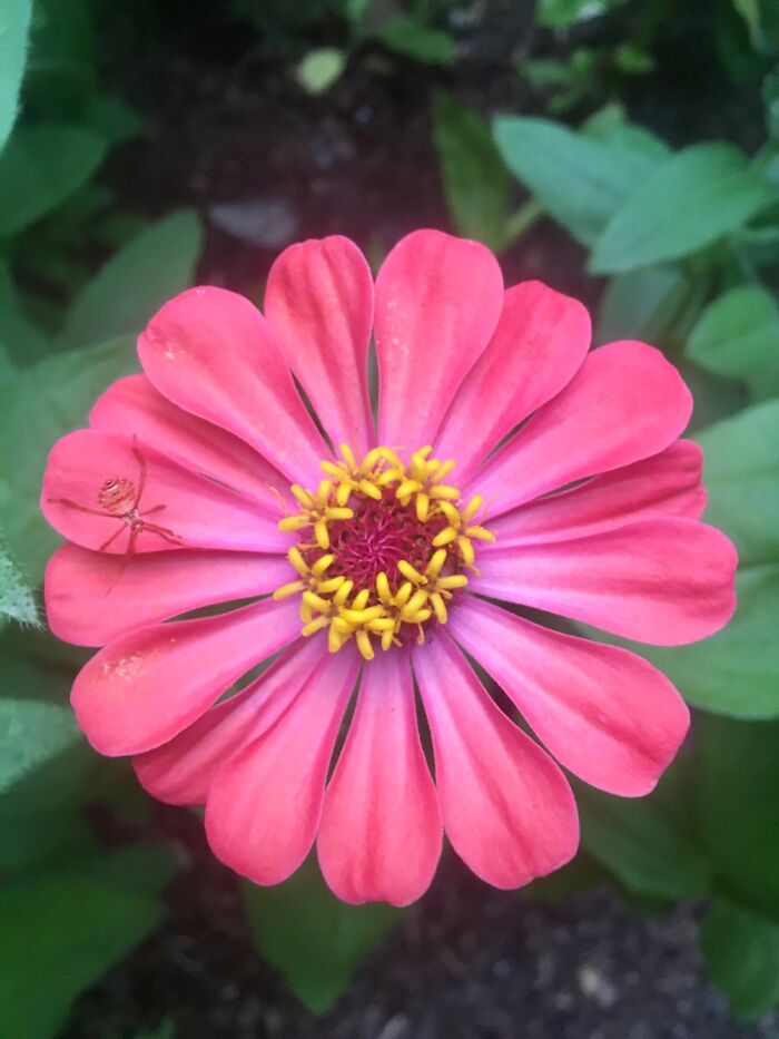 Hey Pandas, Post A Photo That You’ve Taken Of Your Favorite Type Of Flower (Closed) Hey Pandas, Post A Photo That You’ve Taken Of Your Favorite Type Of Flower (Closed)