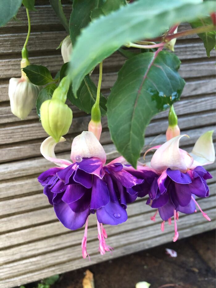 Hey Pandas, Post A Photo That You’ve Taken Of Your Favorite Type Of Flower (Closed) Hey Pandas, Post A Photo That You’ve Taken Of Your Favorite Type Of Flower (Closed)