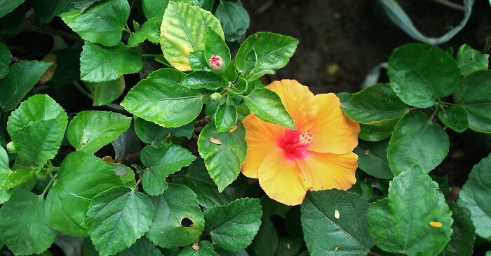 Hey Pandas, Post A Photo That You’ve Taken Of Your Favorite Type Of Flower (Closed) Hey Pandas, Post A Photo That You’ve Taken Of Your Favorite Type Of Flower (Closed)