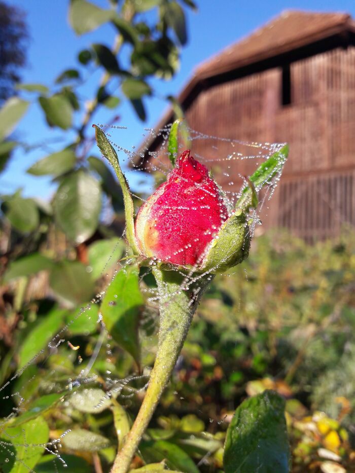 Hey Pandas, Post A Photo That You’ve Taken Of Your Favorite Type Of Flower (Closed) Hey Pandas, Post A Photo That You’ve Taken Of Your Favorite Type Of Flower (Closed)